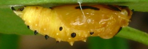 Pupae Side of Scarlet Jezebel - Delias argenthona argenthona